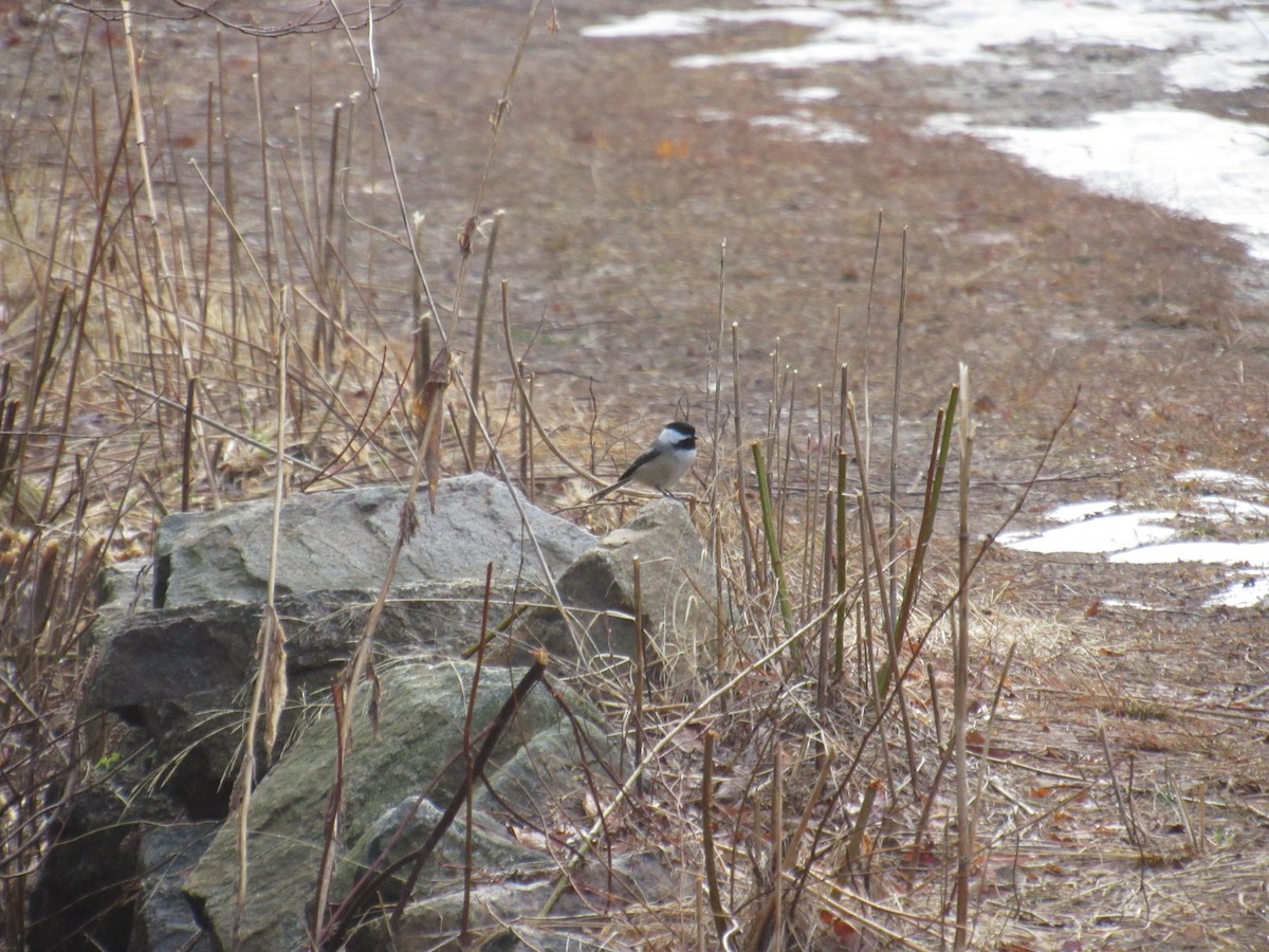 Black-capped Chickadee - ML49370651