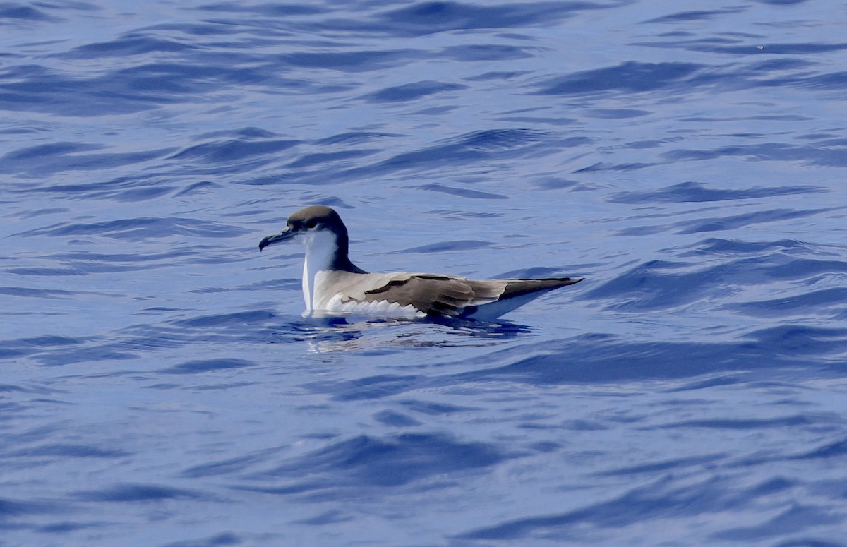 Buller's Shearwater - Mandy Talpas -Hawaii Bird Tours