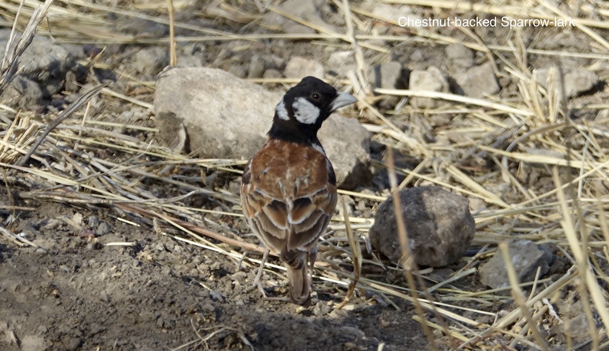 Chestnut-backed Sparrow-Lark - Howie Nielsen