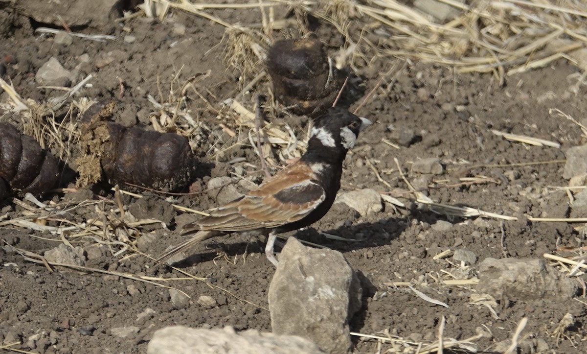 Chestnut-backed Sparrow-Lark - ML493707561