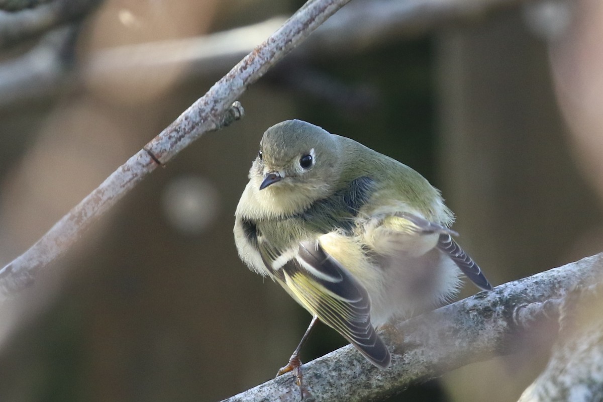 Ruby-crowned Kinglet - ML493707861