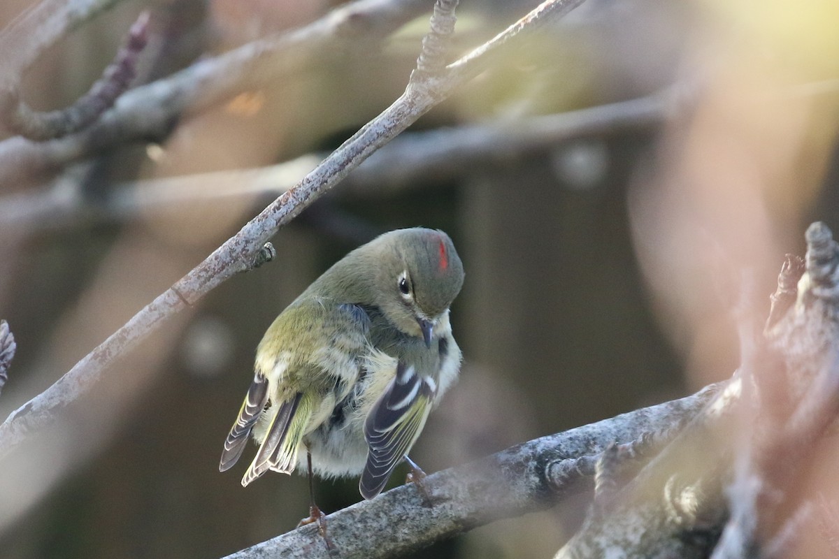 Ruby-crowned Kinglet - ML493707871