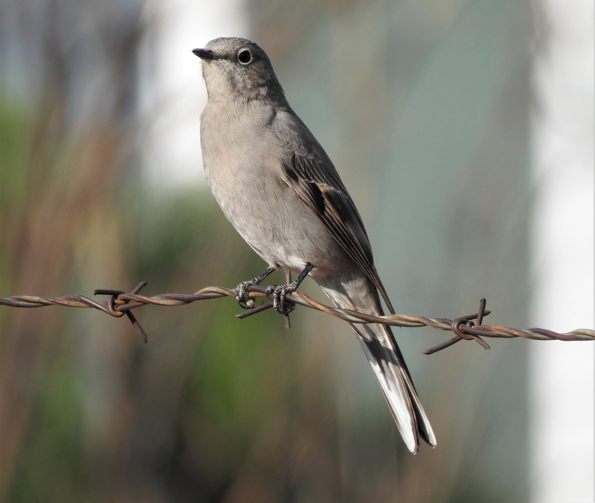 Townsend's Solitaire - ML493707951