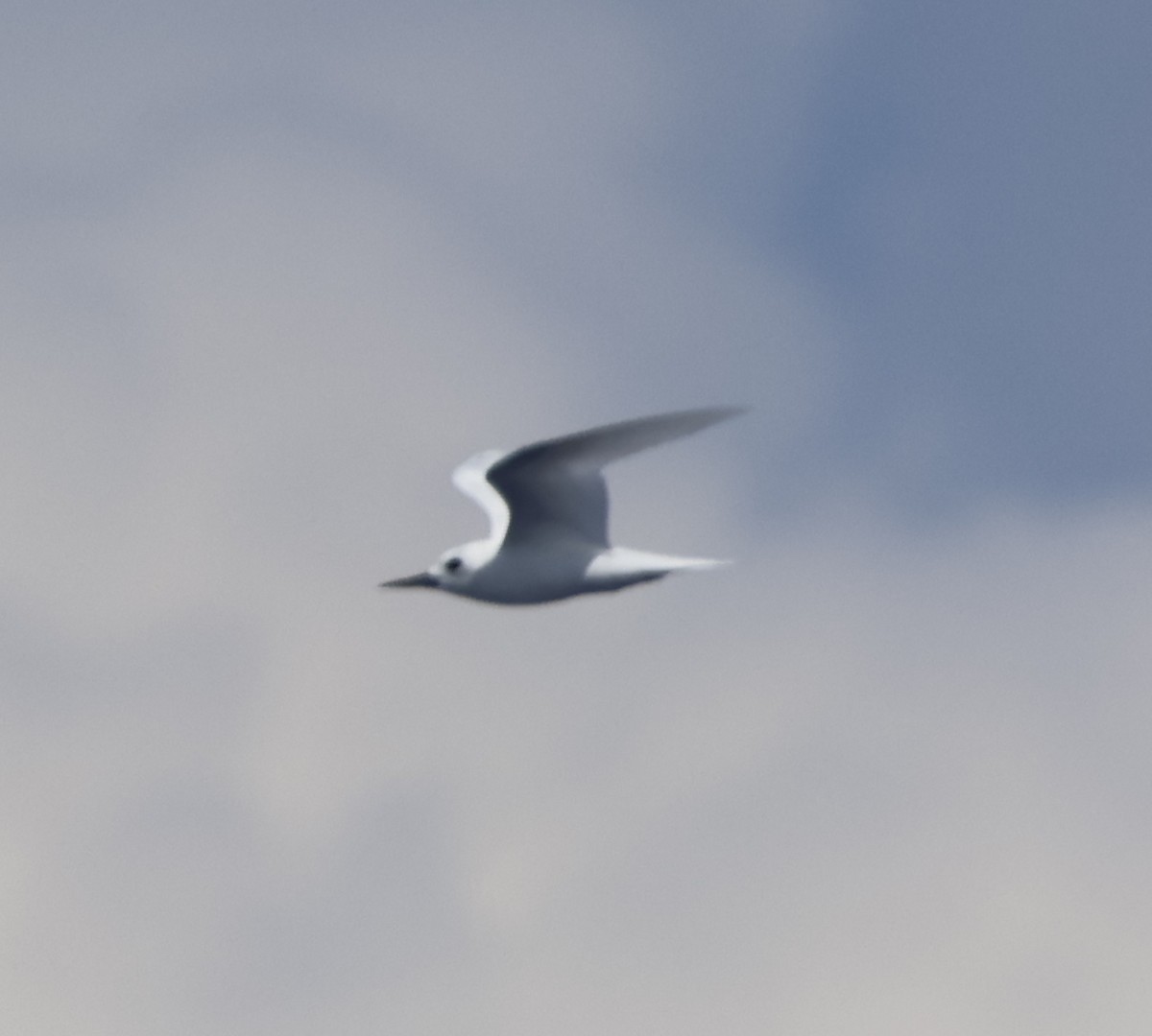 White Tern - ML493708191