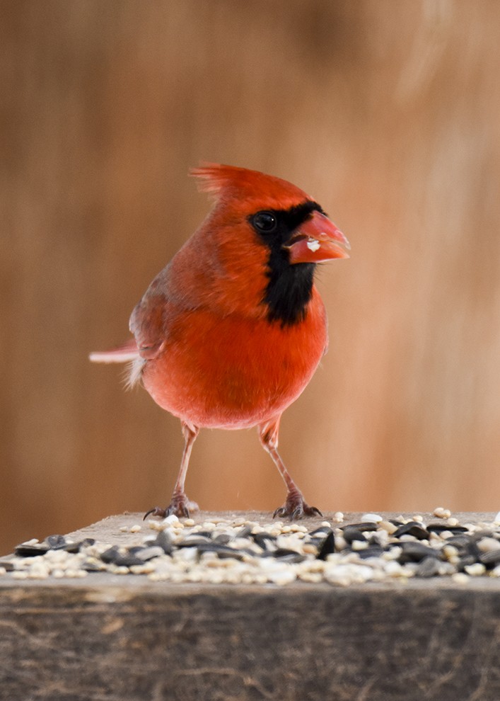 Cardinal rouge - ML49370931