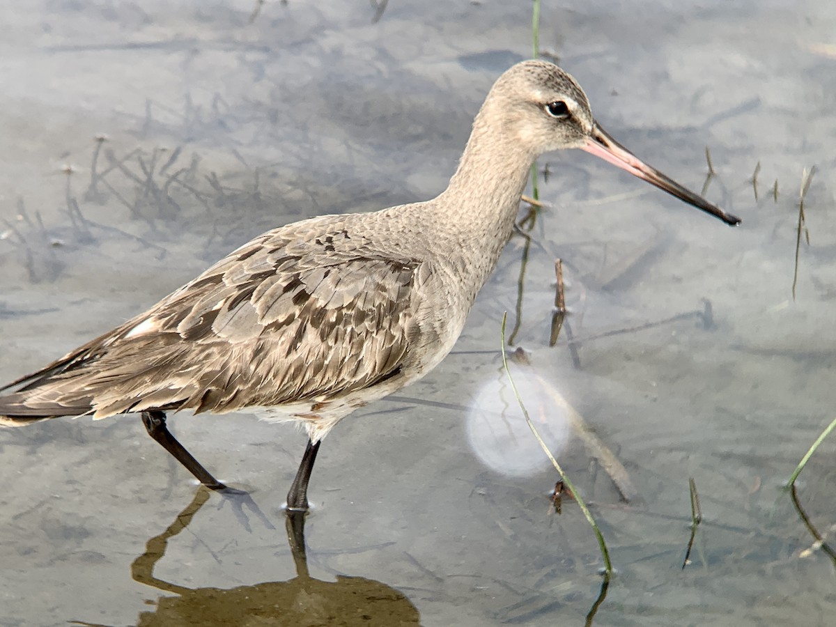 Hudsonian Godwit - ML493709971