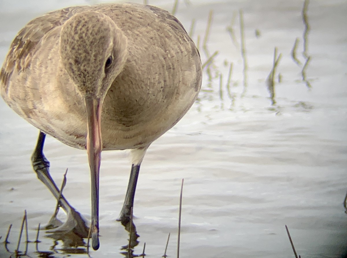 Hudsonian Godwit - ML493711131