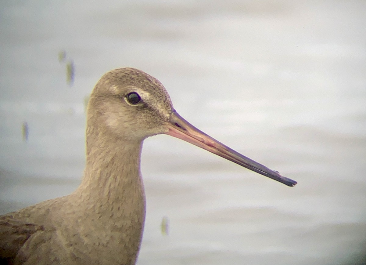 Hudsonian Godwit - ML493711141