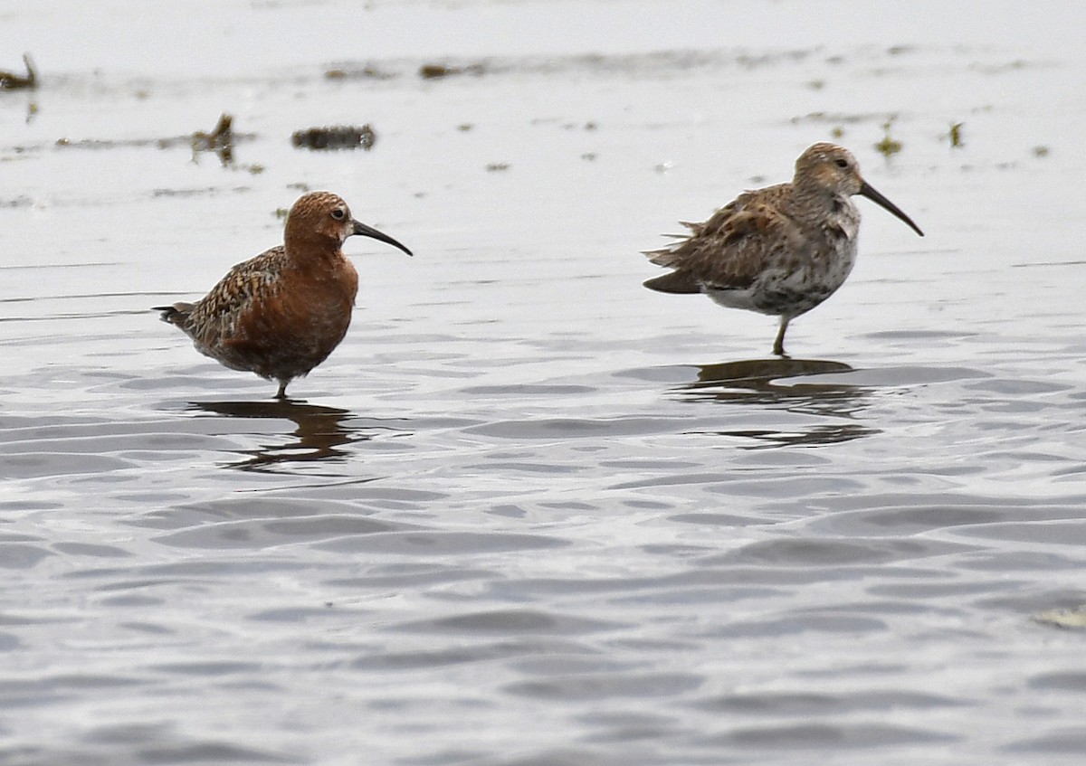 Curlew Sandpiper - David Krueper