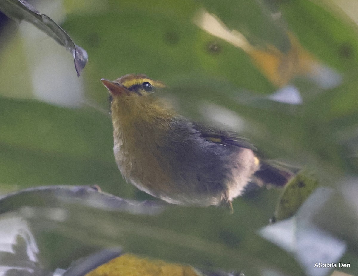 Yellow-throated Woodland-Warbler - ML493711641