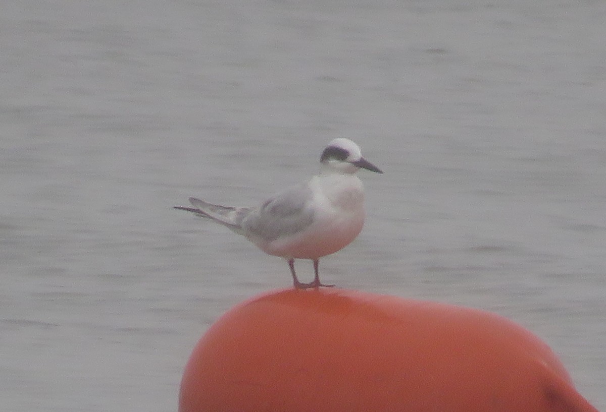 Forster's Tern - ML493712711