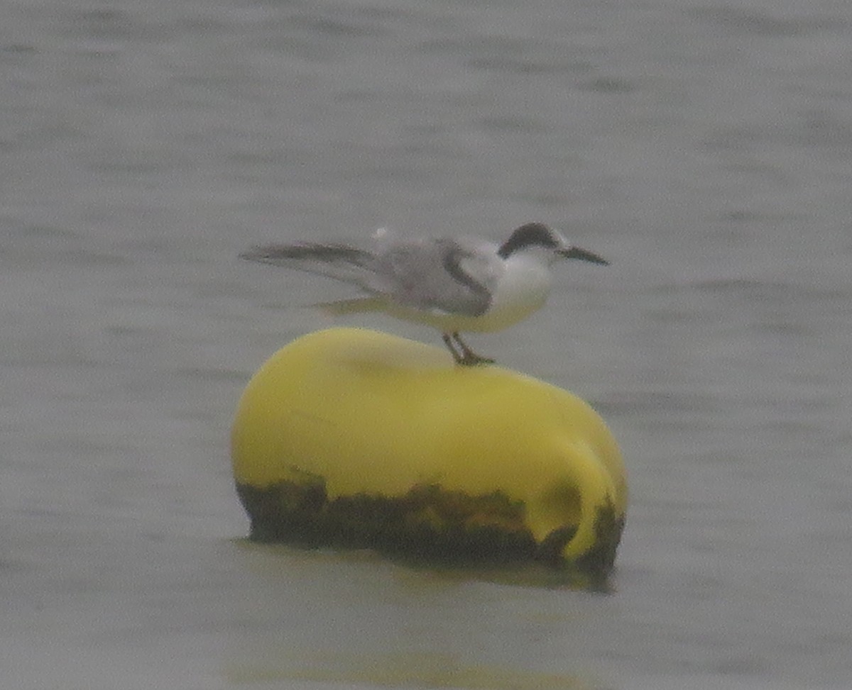 Forster's Tern - ML493712901