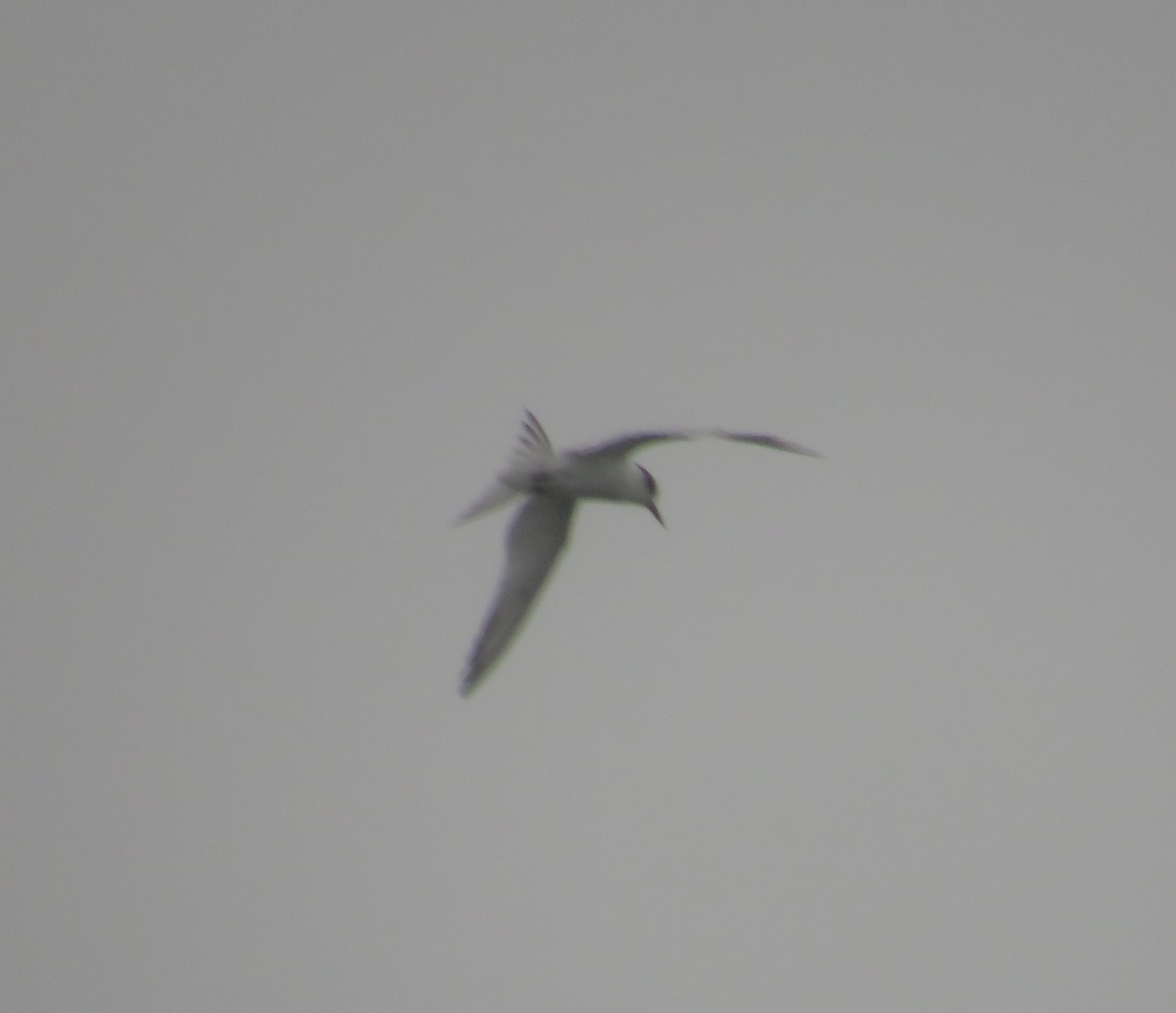 Forster's Tern - ML493713021