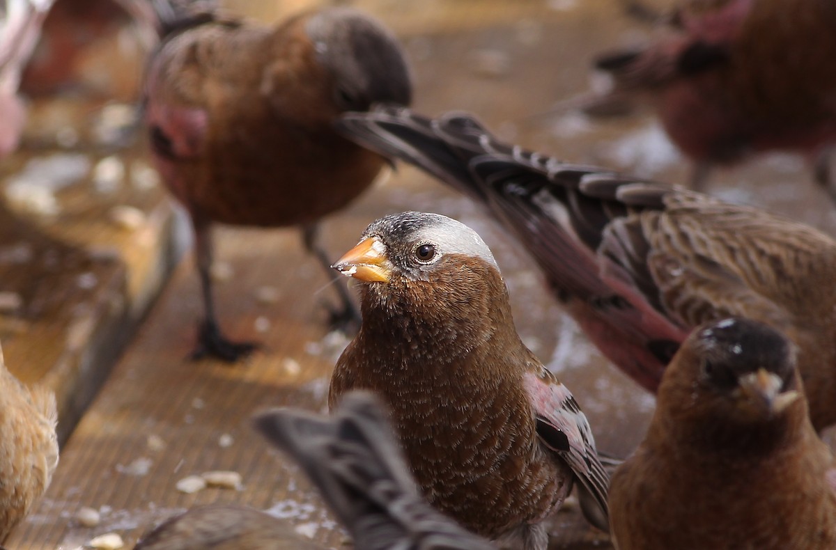 Gray-crowned Rosy-Finch (Gray-crowned) - ML49371331