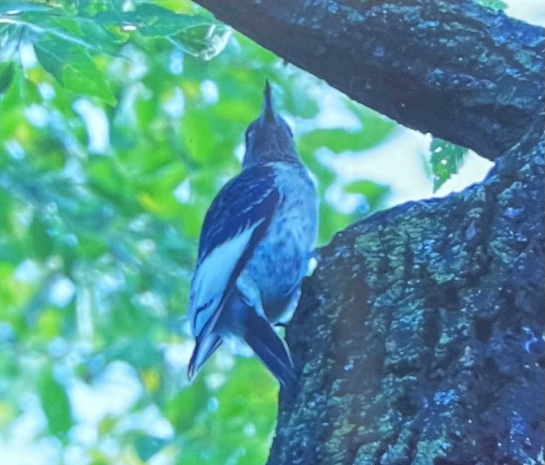 Red-headed Woodpecker - ML493714121