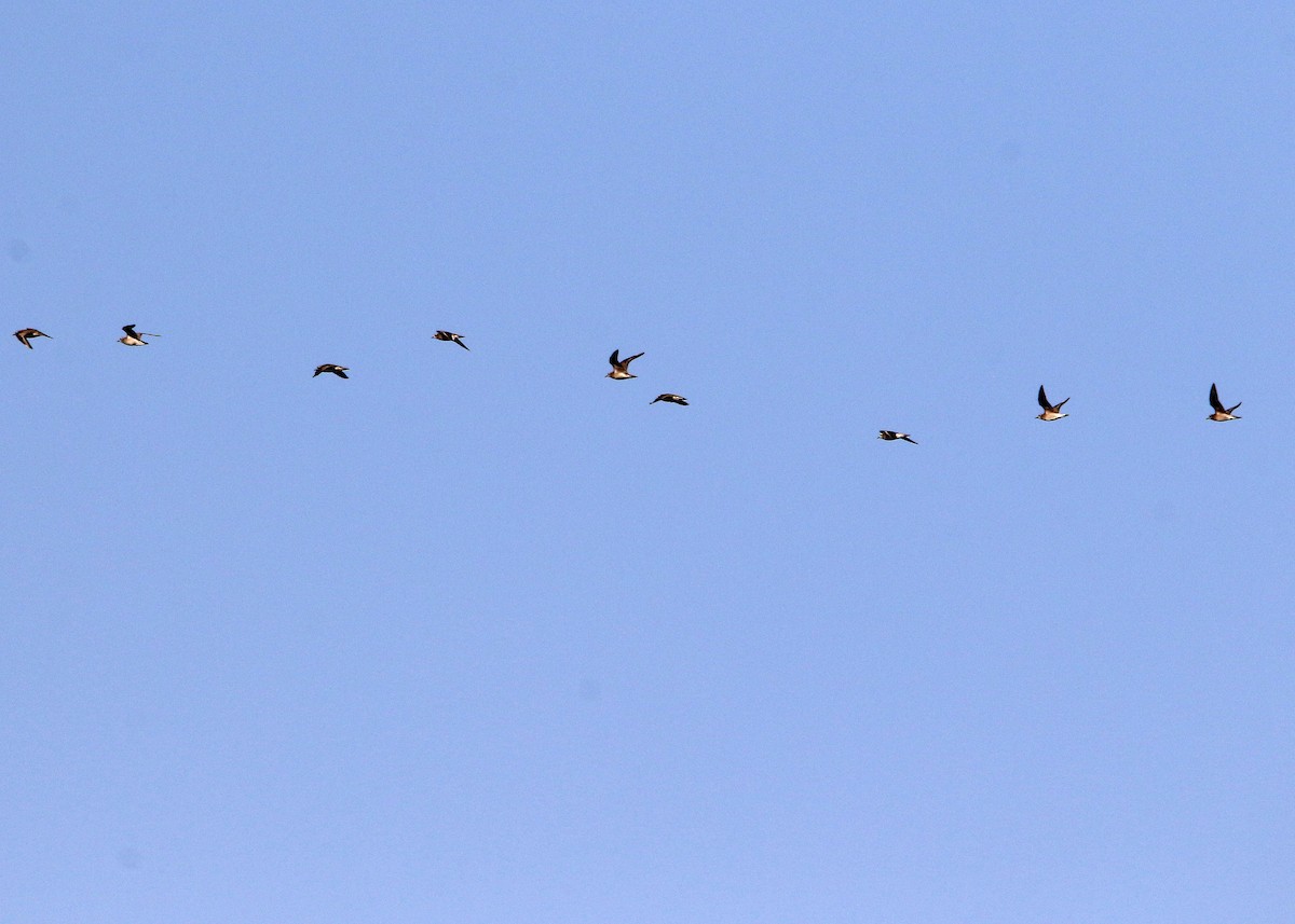 American Golden-Plover - ML493714871