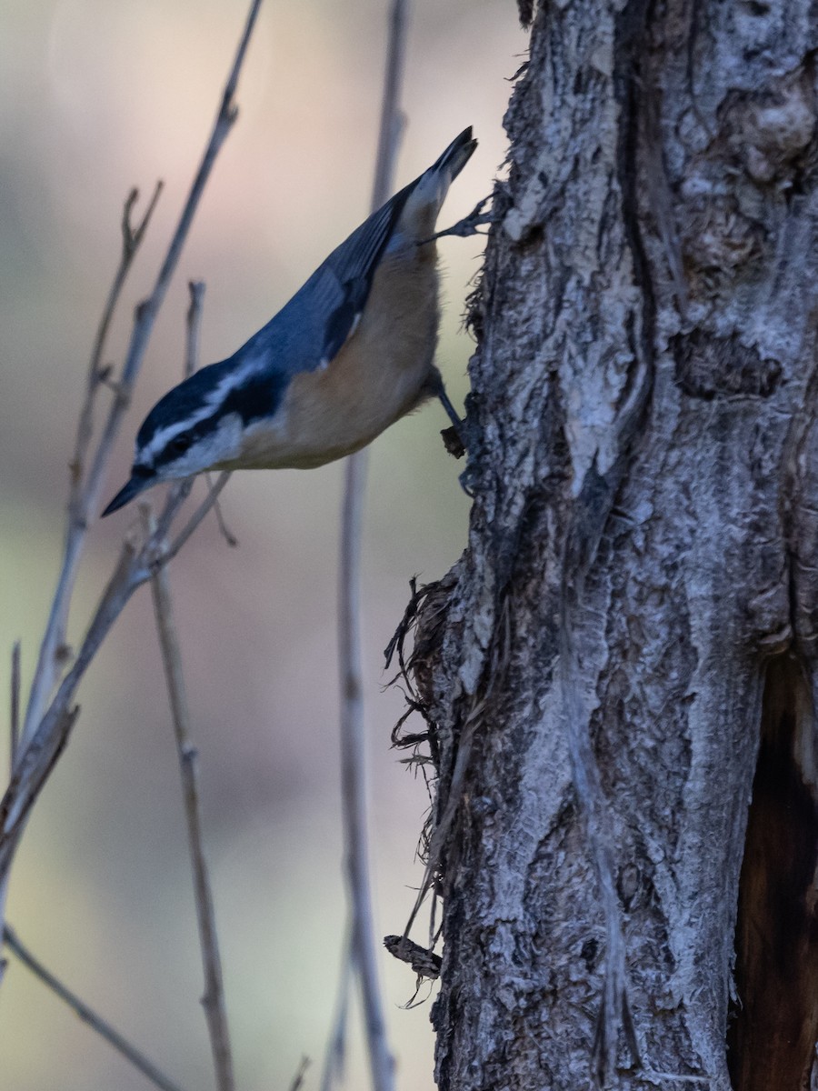 Red-breasted Nuthatch - ML493715921