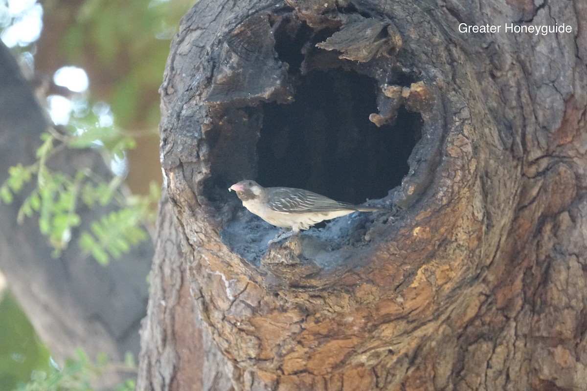 Greater Honeyguide - ML493717211