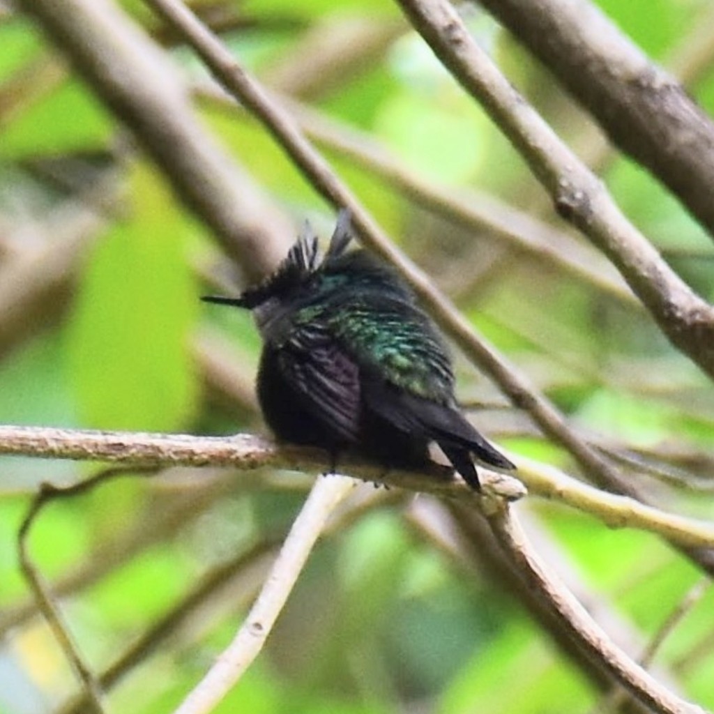 Antillean Crested Hummingbird - Zachary Peterson