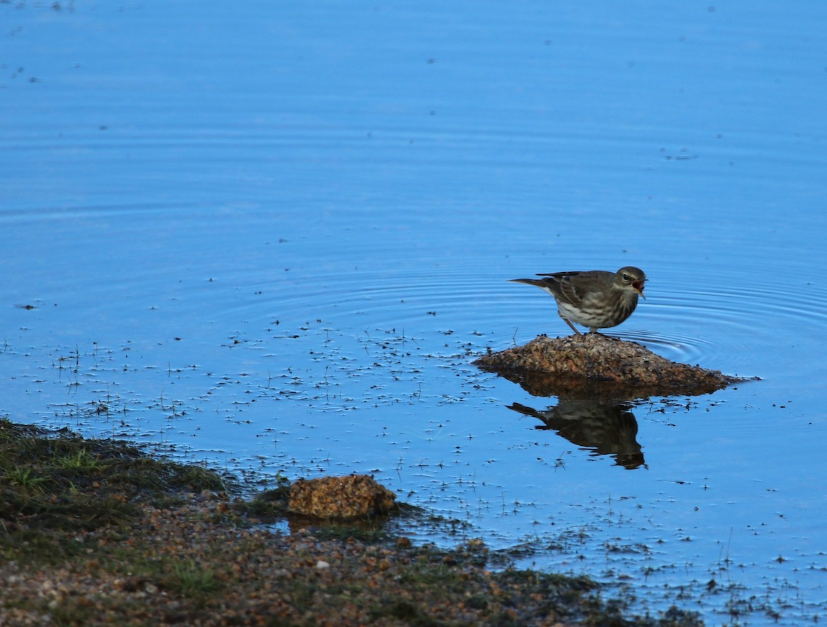 Water Pipit - ML493717911