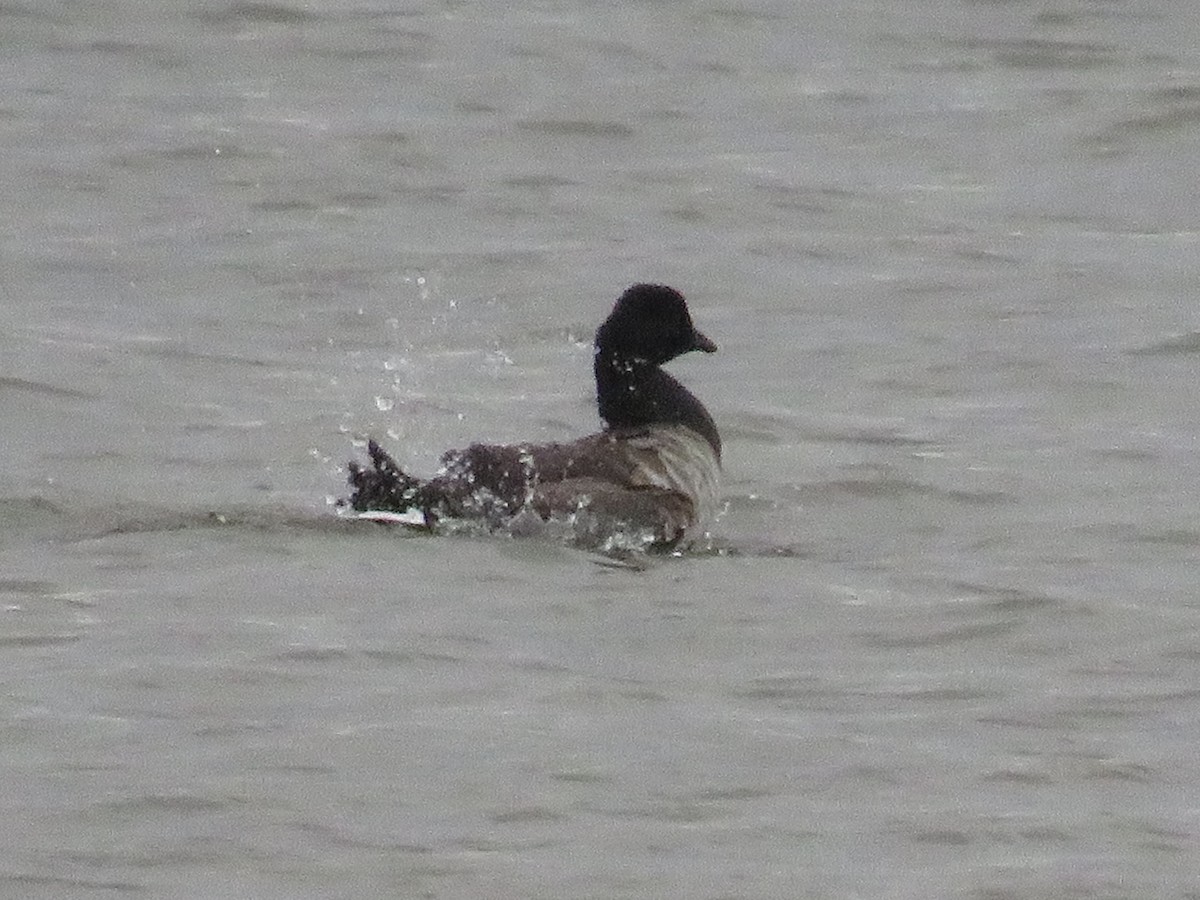 Brant - ML493717941