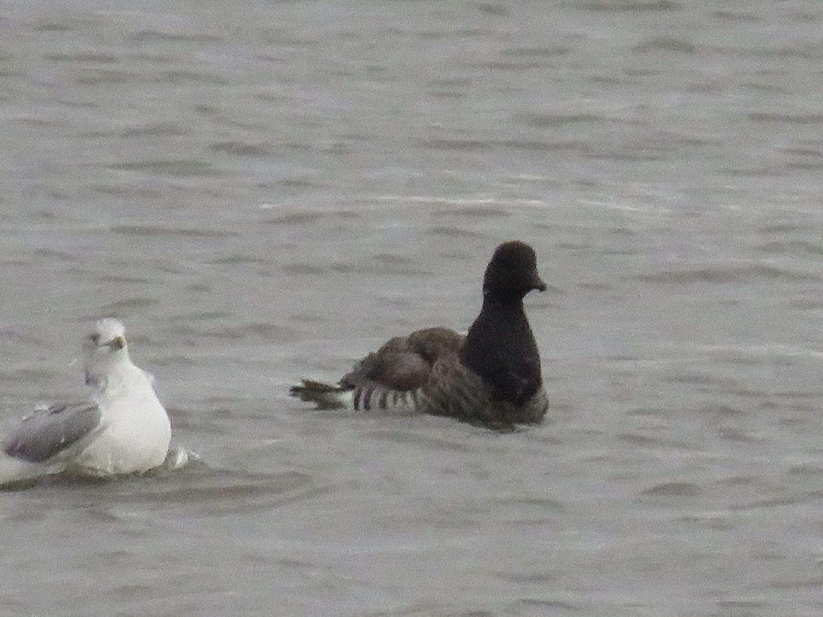 Brant - ML493718041