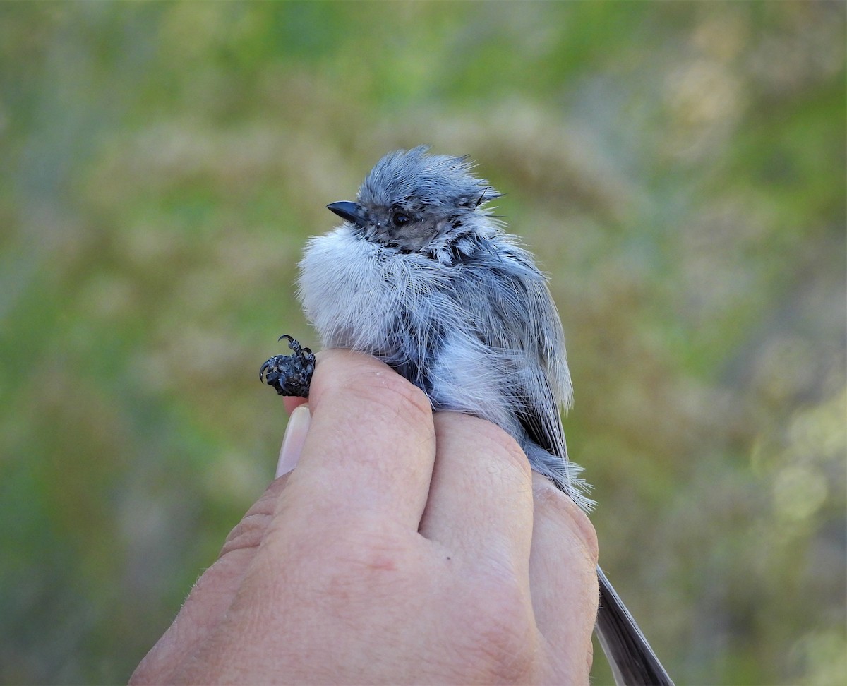 Bushtit - ML493718821