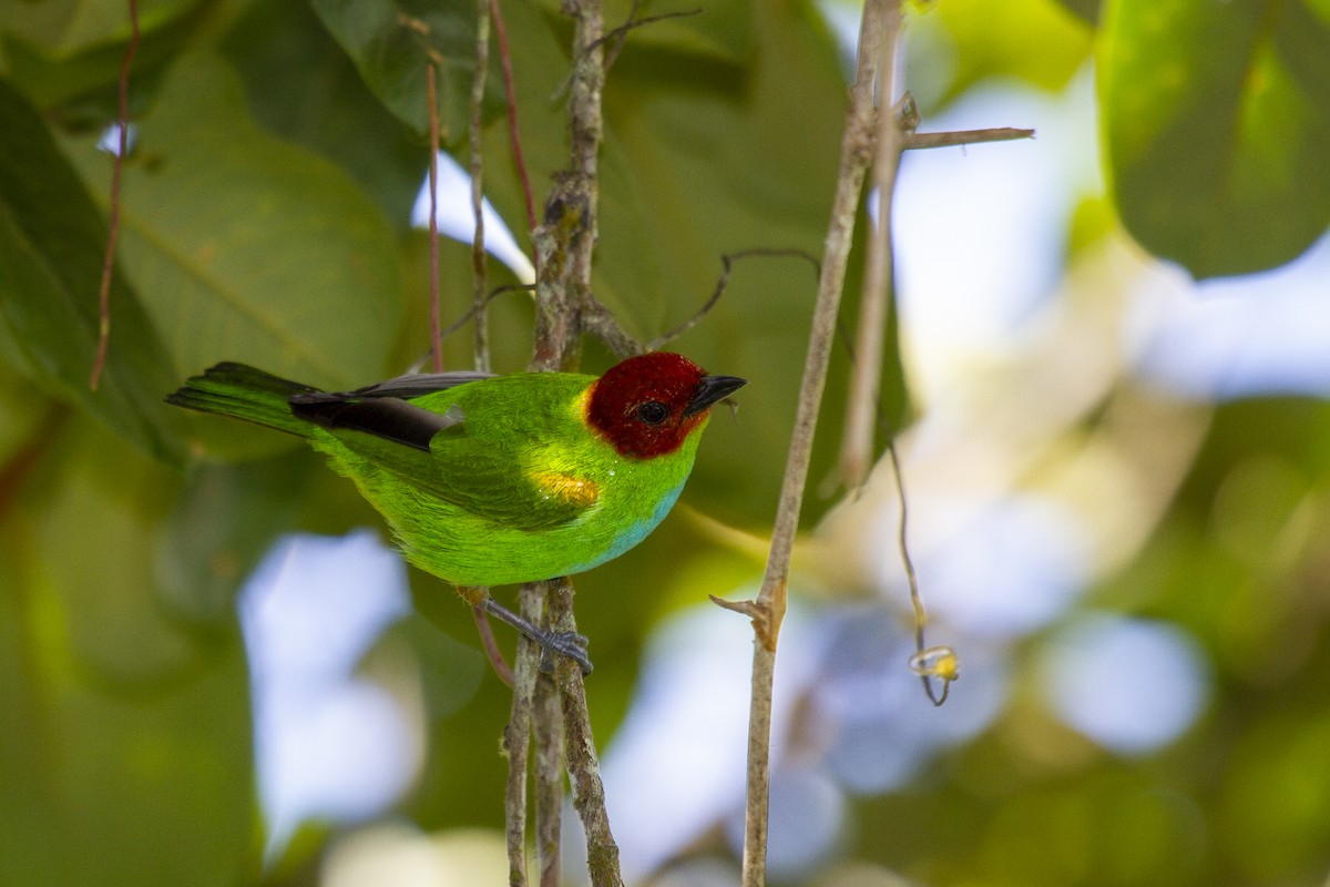 Bay-headed Tanager - javier  mesa