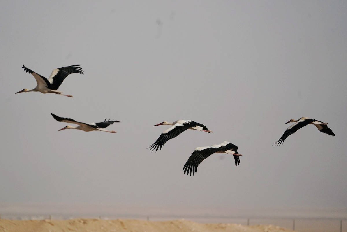 White Stork - ML493719471