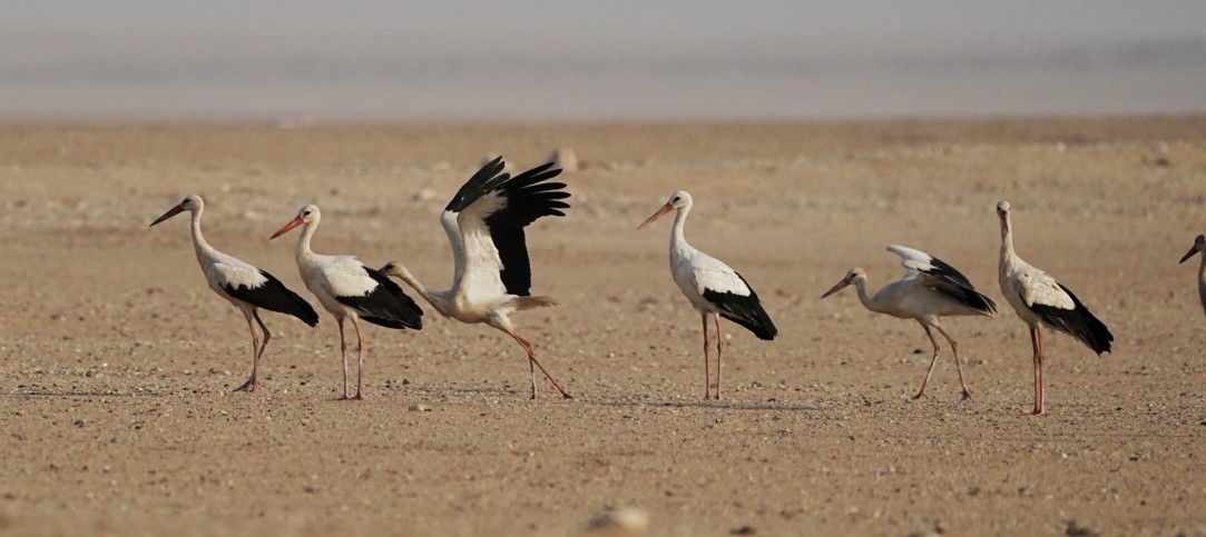 White Stork - ML493719481