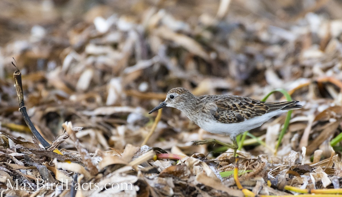 Least Sandpiper - Maxfield Weakley