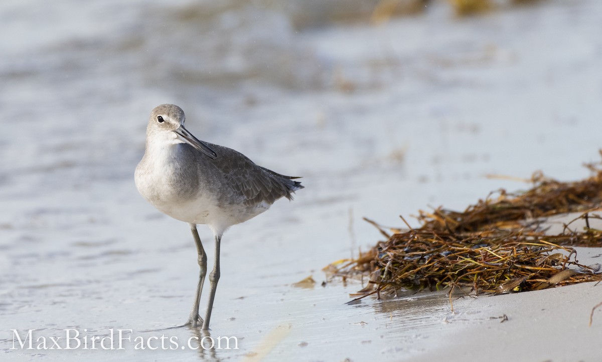 Willet - ML493720571