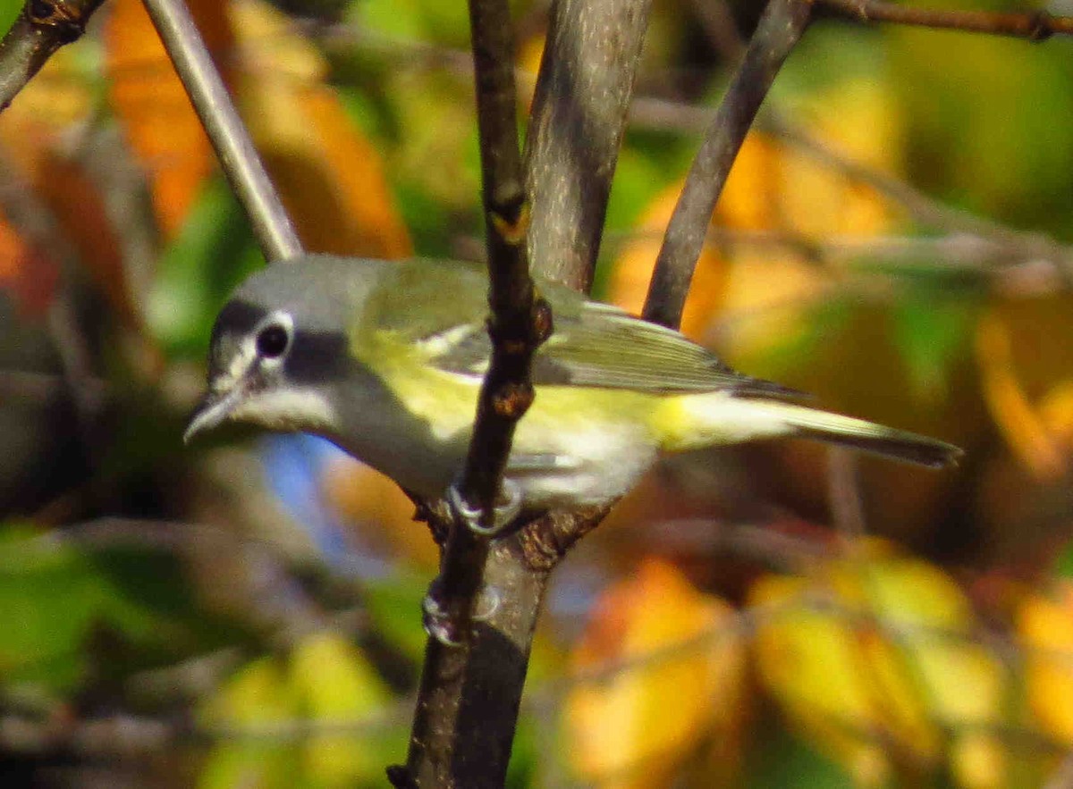 Vireo Solitario - ML493721171