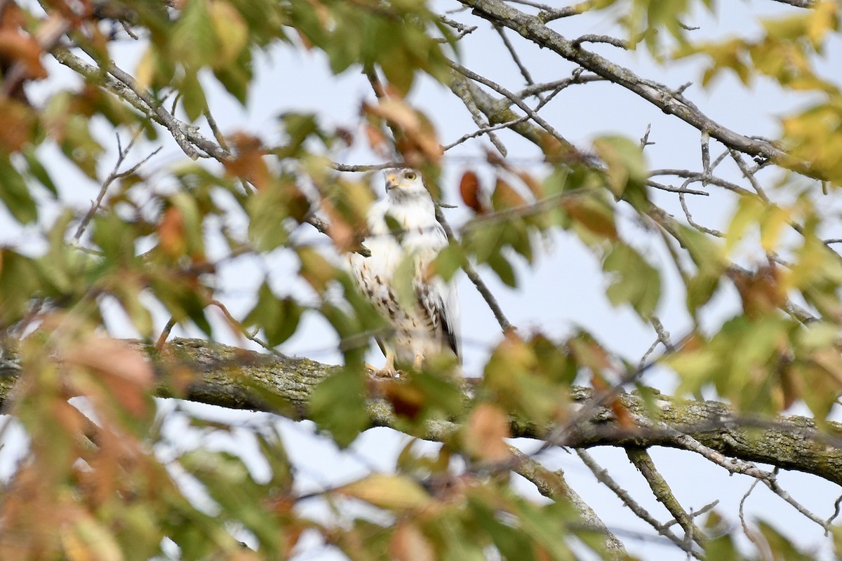 Red-tailed Hawk - ML493721181