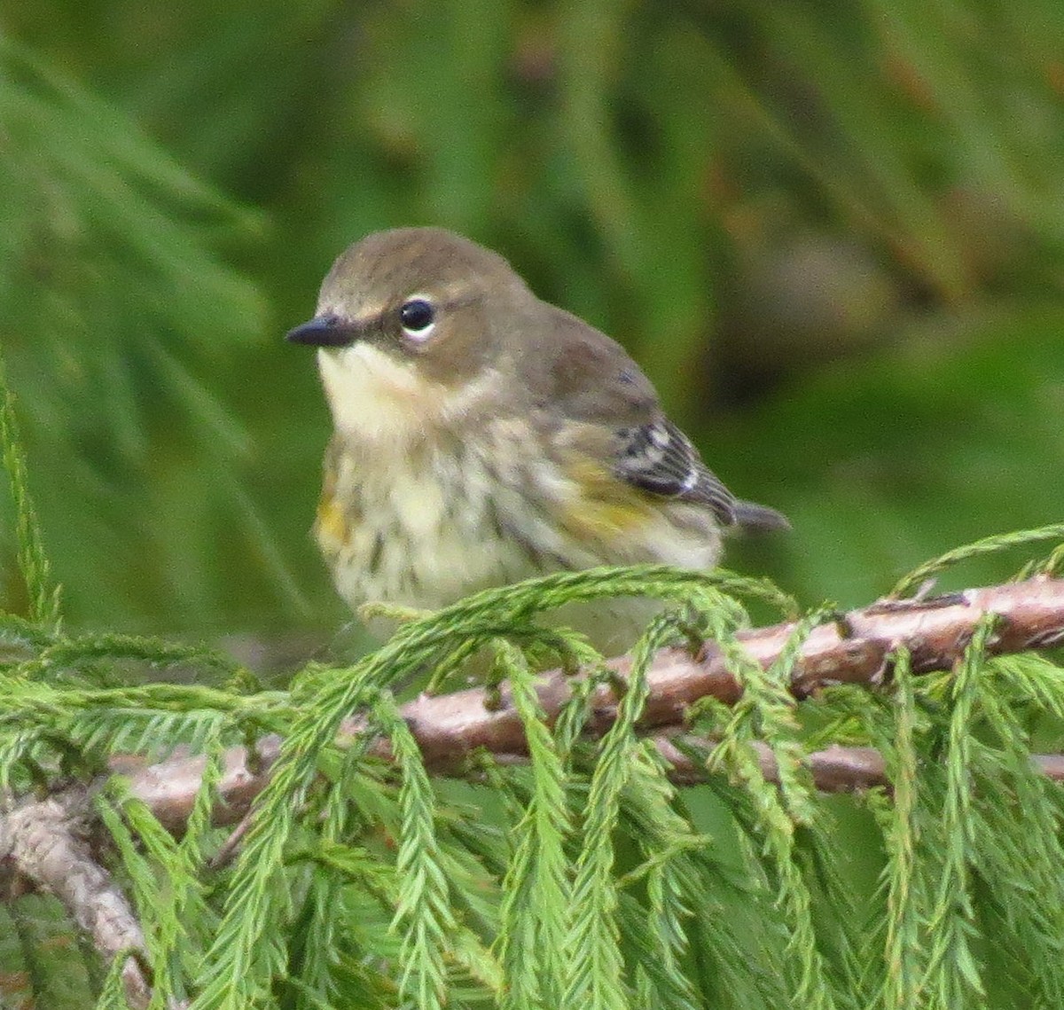 Yellow-rumped Warbler - ML493721211