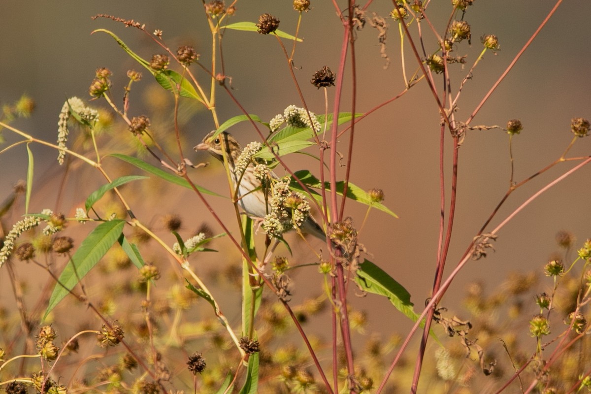 Savannah Sparrow - ML493721231