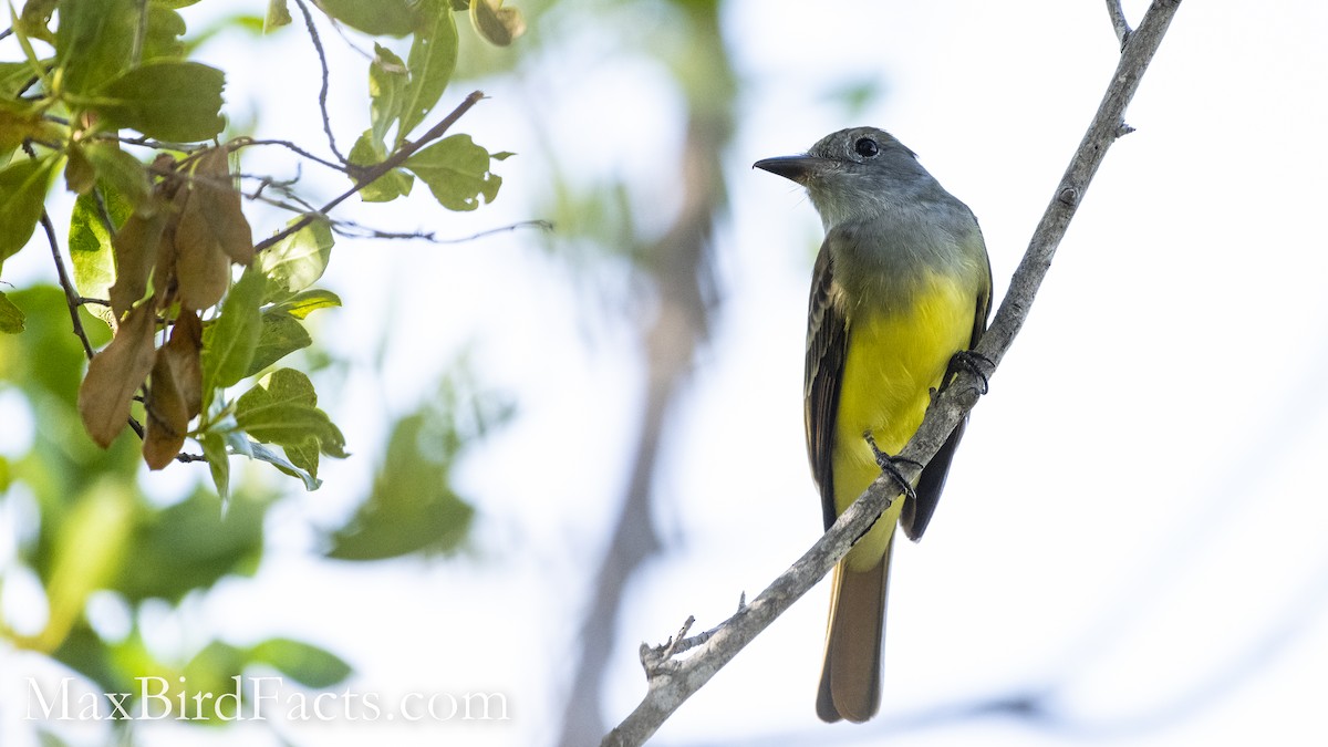 Great Crested Flycatcher - Maxfield Weakley