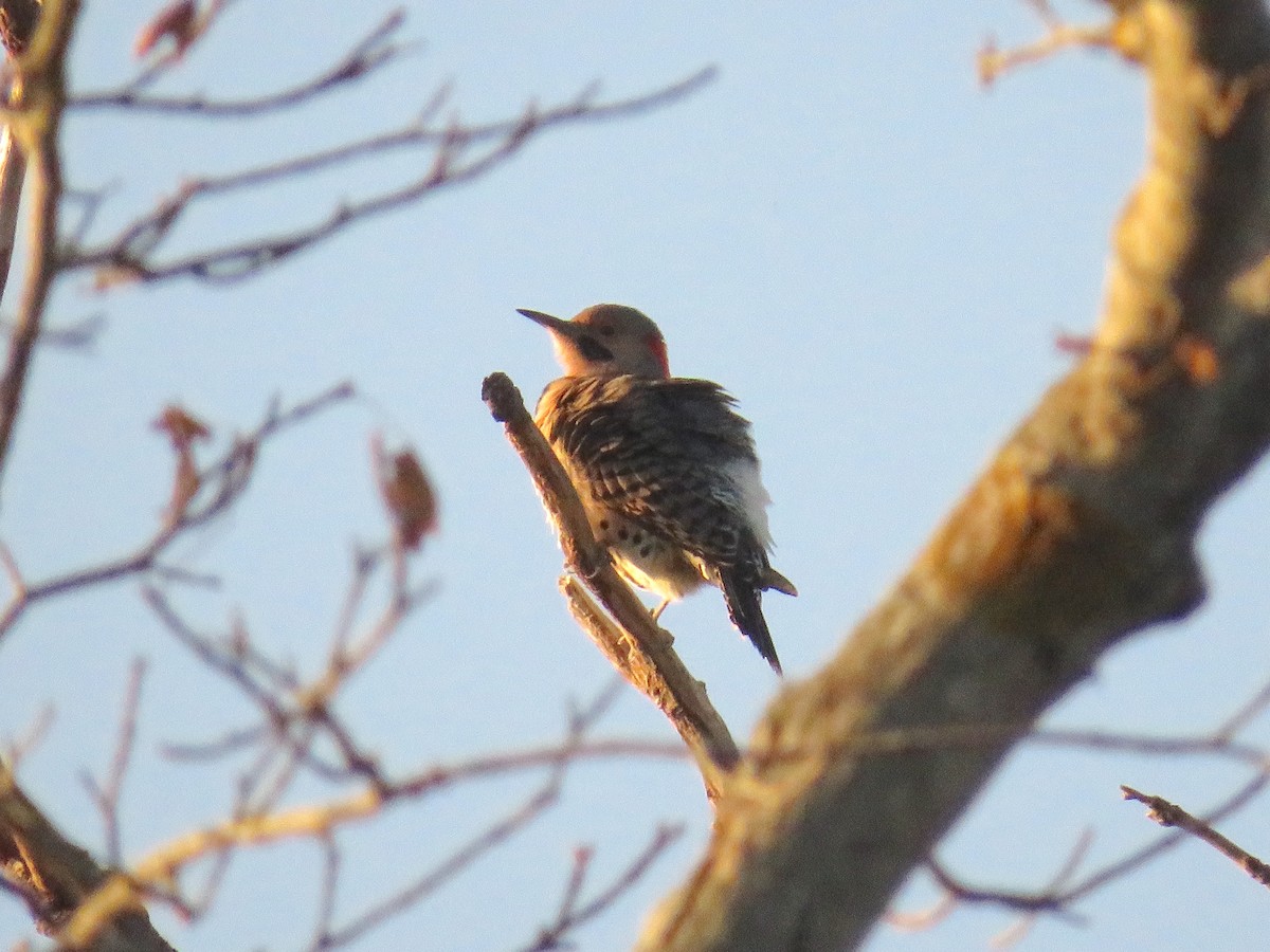 Northern Flicker (Yellow-shafted) - ML493723591