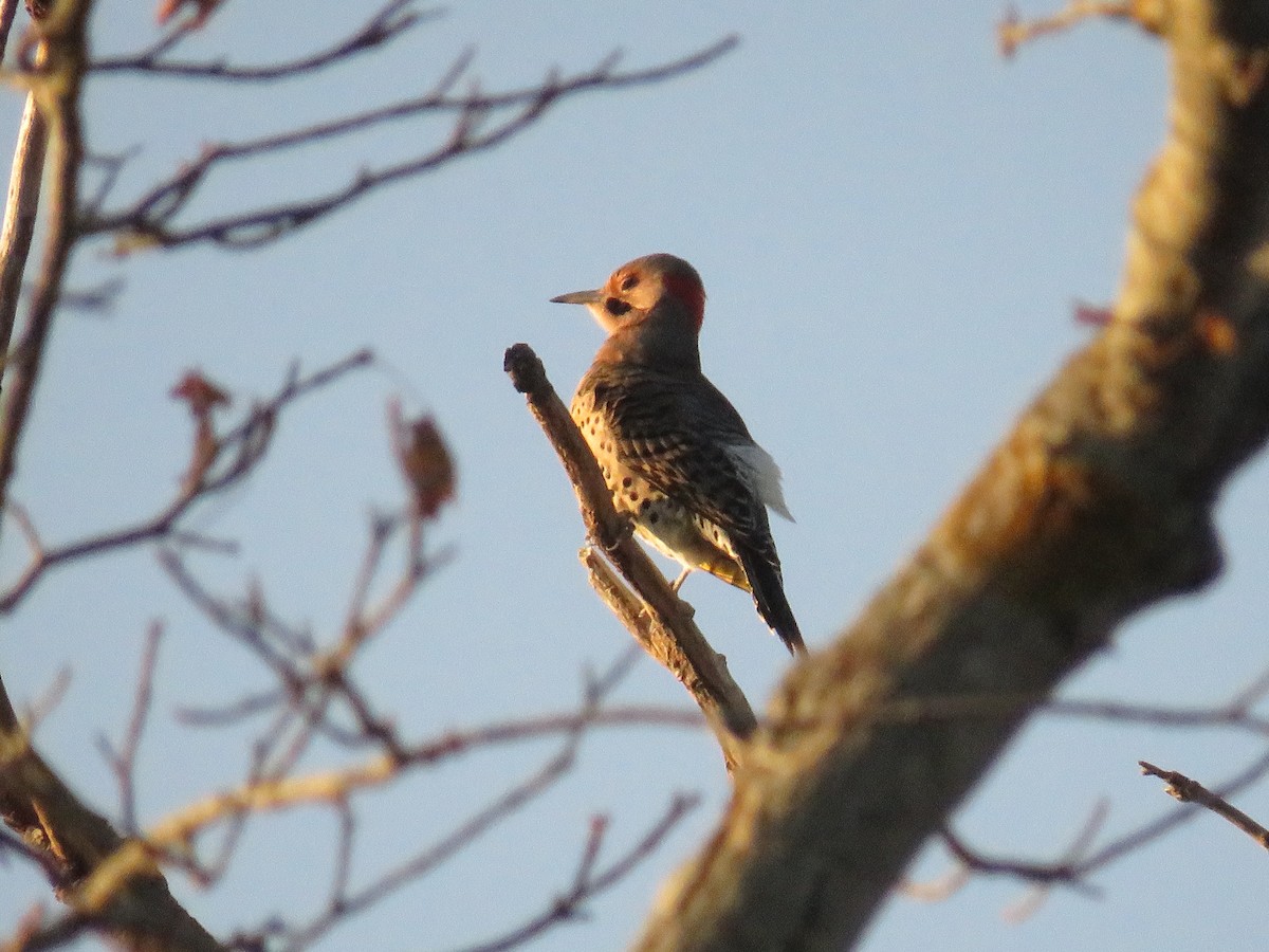 Northern Flicker (Yellow-shafted) - ML493723681