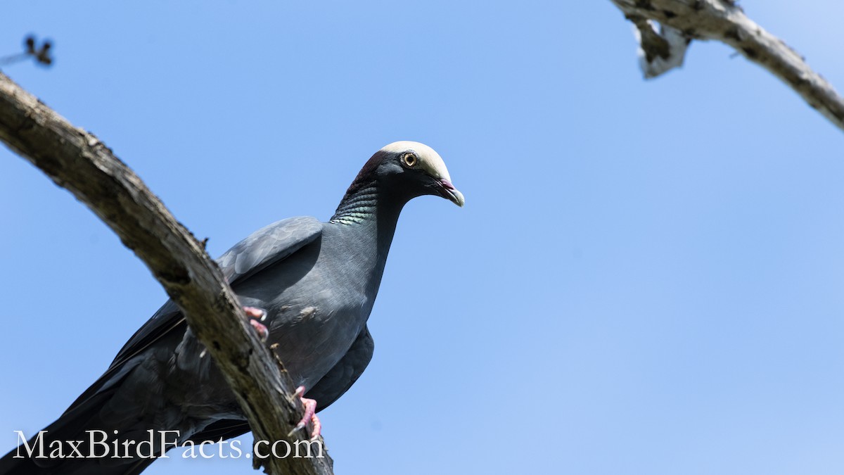 White-crowned Pigeon - ML493725391