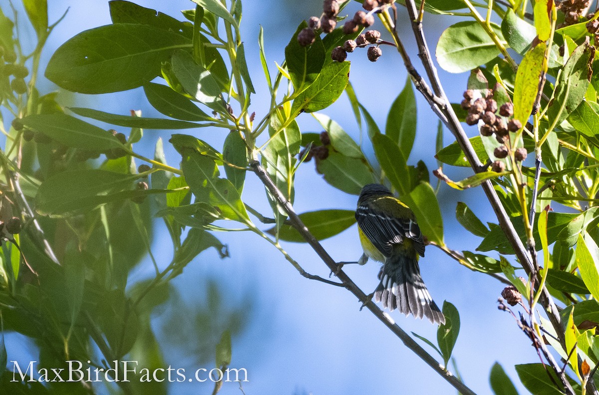 Magnolia Warbler - ML493725501