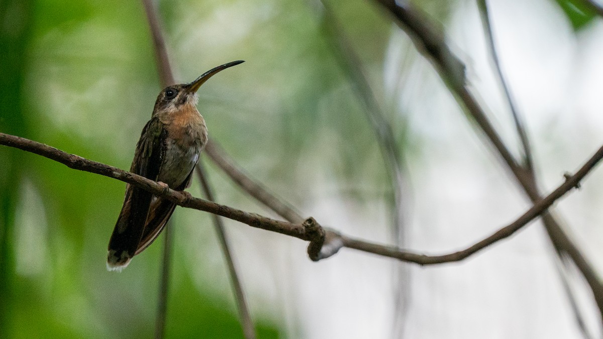 Rufous-breasted Hermit - ML493725761