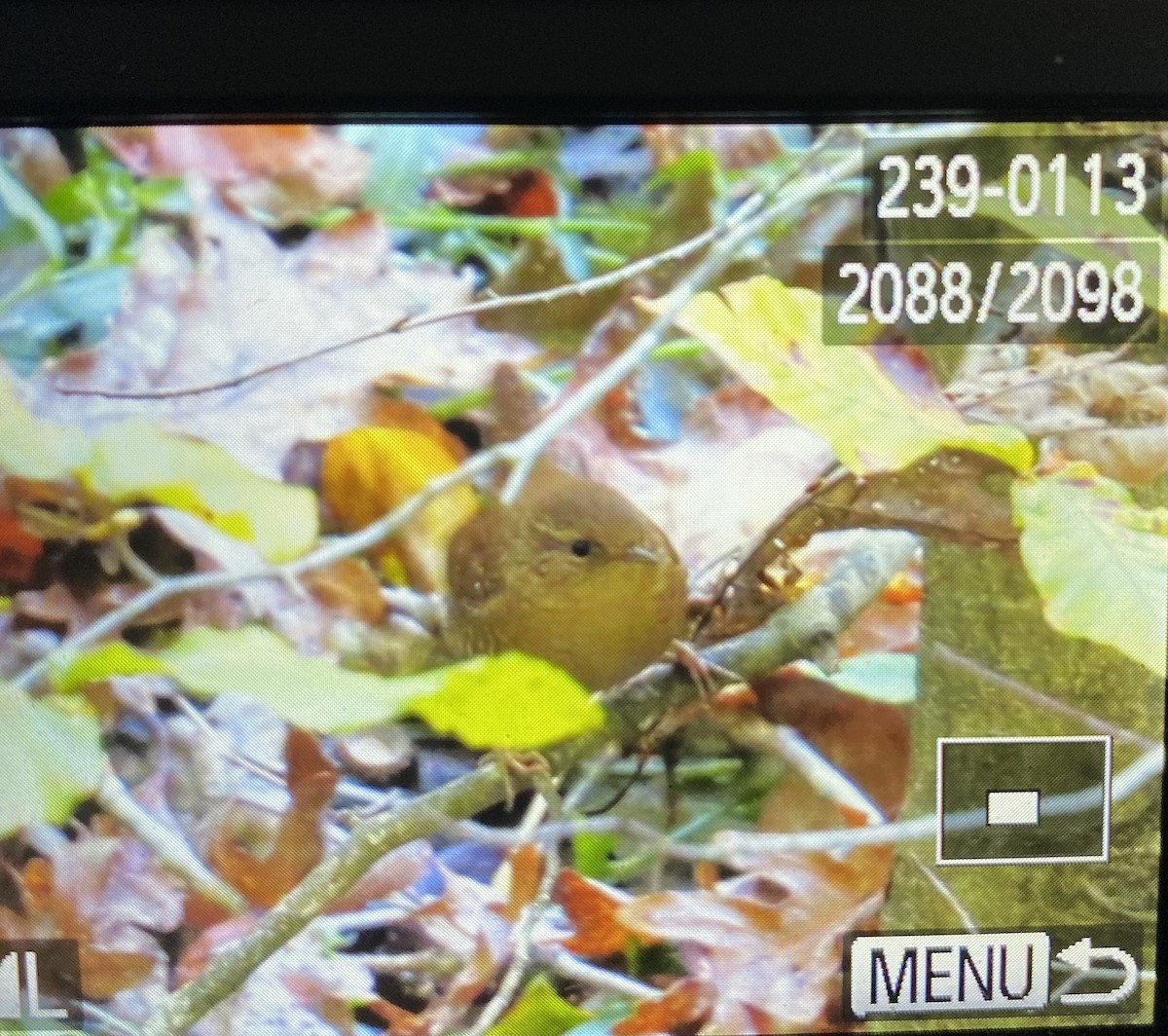 Winter Wren - ML493725871