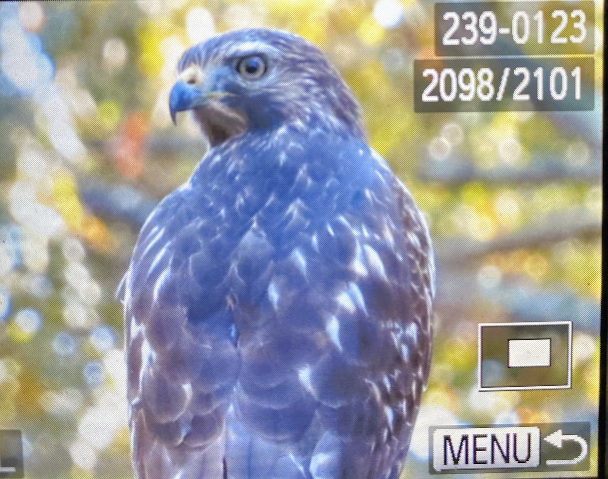 Red-shouldered Hawk - Huck  Hutchens