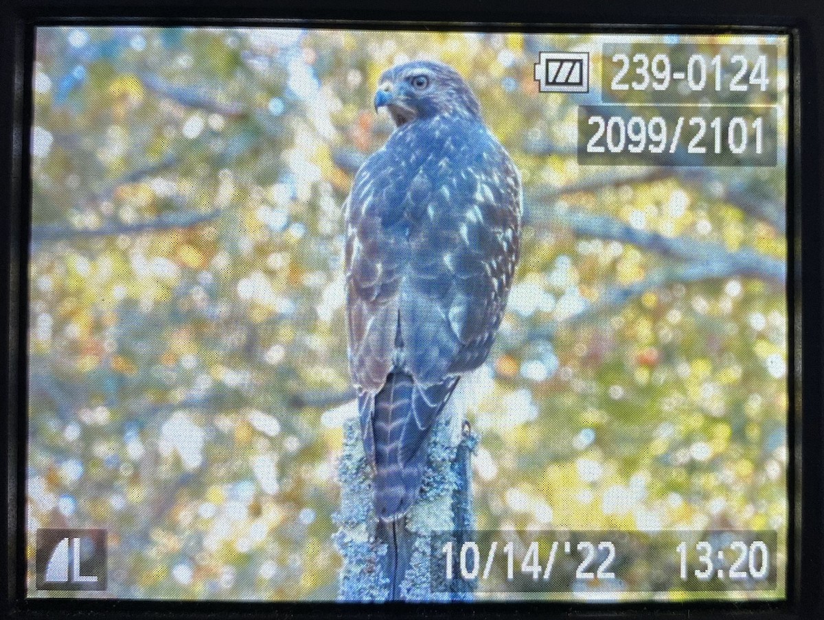 Red-shouldered Hawk - Huck  Hutchens