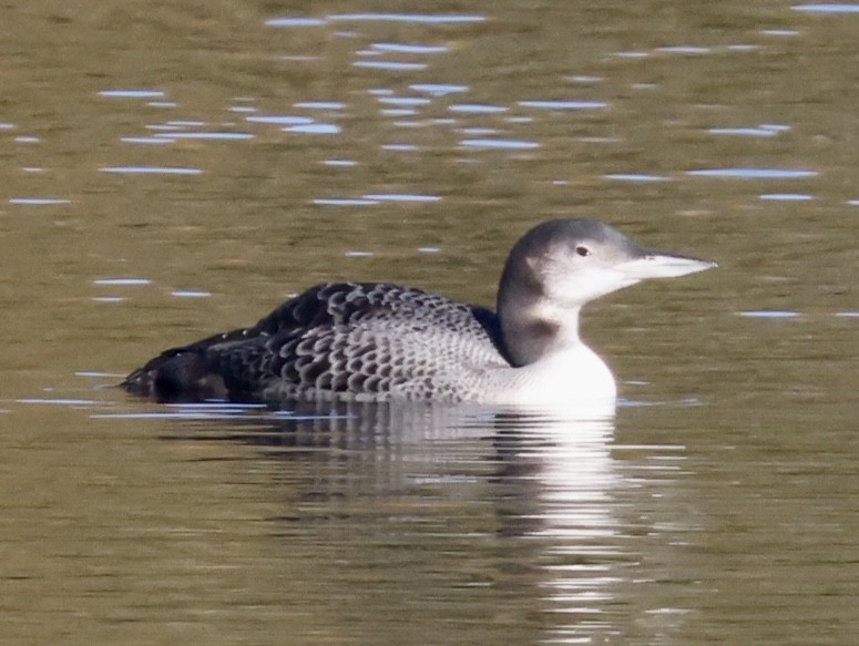 Common Loon - ML493726691