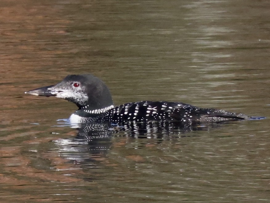 Common Loon - Glenn Wilson