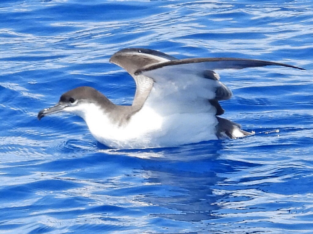 Buller's Shearwater - ML493727801