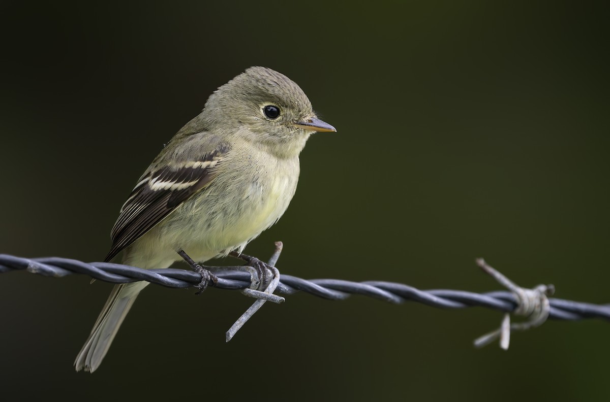 Yellow-bellied Flycatcher - Anonymous