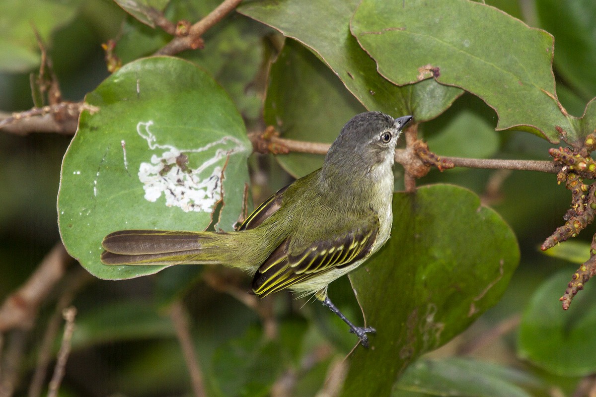 Guyana Tiranuleti - ML493728321